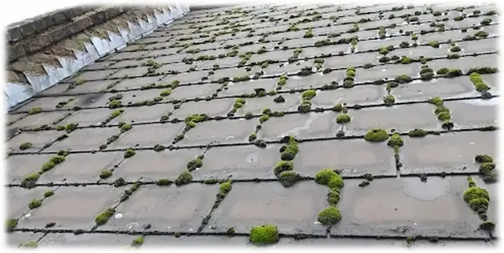 Moss-covered slate roof before professional roof cleaning and biocide treatment in South Eeast London