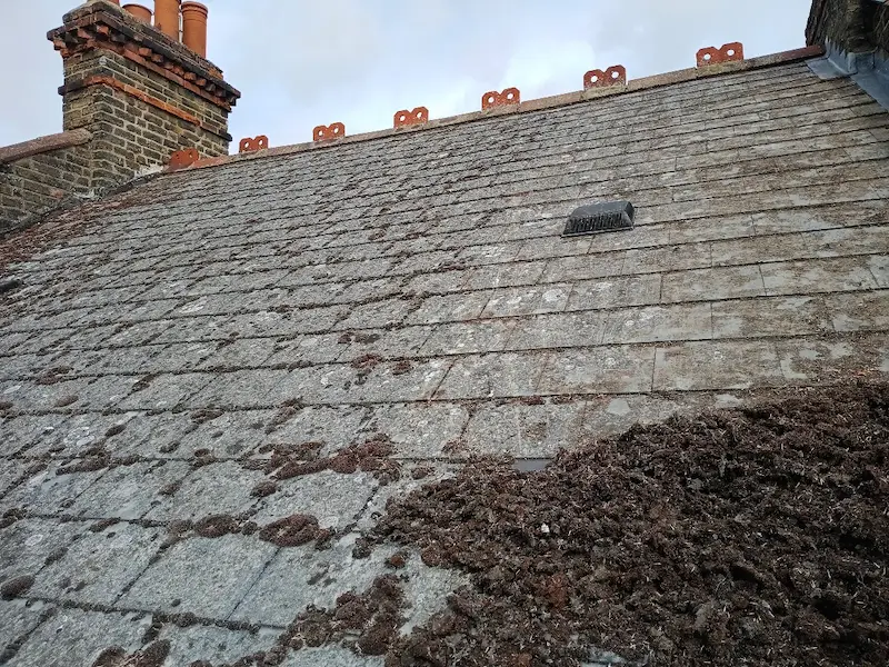 Moss-covered roof before manual roof cleaning and moss removal in South East London
